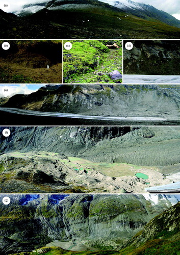 Figure 8. (a) The ‘Little Ice Age’ moraine ridge at the Wasserfallwinkel (view to east, 11.09.2009); (b) fined grained scree with a high sand content originating from the mechanical breakdown of calcareous mica-schist at the lower limit of the Gamsgrube (12.09.2009); (c) scree and bound solifluction in the vicinity of the Hofmanns Hütte (11.09.2009); (d) ice marginal reworking of moraine deposits exposing former till covered bedrock (view to north-east, 13.09.2009); (e) smooth and platy bedrock outcrops of calcareous mica-schist (so called ‘Bratschen’) at the orographic left slope of the Pasterze with intensive reworking of moraine deposits, the maximum ‘Little Ice Age’ extent of the Pasterze is indicated by the intersected vegetation cover (view to north-east, 13.09.2009); (f) proximal forefield area including the lower limit of the Pasterze with the pronounced supraglacial debris cover, the central part shows glacial outwash sands limited by hummocky terrain with melting dead ice bodies and kettle holes, note the change in water colour (view to south-west, 22.09.2009); (g) debris flow and avalanche tracks incising the lateral moraine and the till mantled slope in the lower forefield area, the intersected vegetation cover indicates the LIA limit (view to south-west, 10.09.2009).