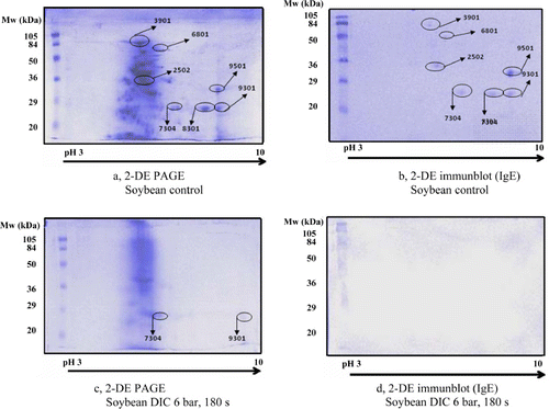 Figure 1. 2-DE PAGE and 2-DE immunoblot patterns of soybean samples before and after DIC treatments. Non-treated control (a) and DIC-treated (c) soybean extracts are separated by 2-DE PAGE and IgE-reactive spots are identified by 2-DE immunoblot in the non-treated control (b) and DIC-treated (d) samples.