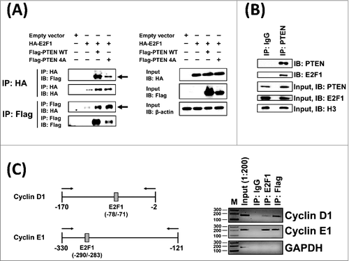 Figure 6. PTEN-4A Physically Interacts with E2F1 Protein and at E2F1 DNA Binding Sites on Chromatin. (A) Both Flag-PTEN-WT and Flag-PTEN-4A proteins physically associated with the HA-E2F1 containing protein complex in co-immunoprecipitation assays performed on cell extracts derived from 293T cells (indicated by arrows). (B) Endogenous PTEN and E2F1 proteins interact in 293T cell nuclear extracts. (C) Chromatin-immunoprecipitation assays indicate that both PTEN-4A and E2F1 associated with E2F1 DNA-binding sites on the chromatin at the native cyclin D1 and cyclin E1 promoters in the PTEN-4A stable cell line.