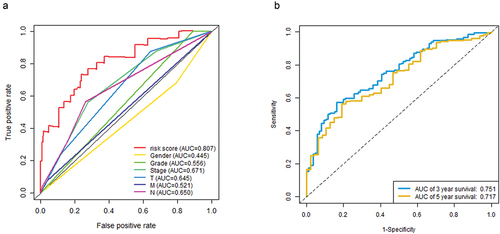 Figure 5. Characteristics of risk score, tumor node metastasis stage contributing to three- and five-year survival rate (a) and sensitivity (b) in bladder cancer patients.