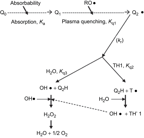 Figure 1.  The descriptive model for an antioxidant in vivo.