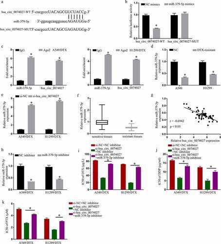 Figure 3. Hsa_circ_0074027 (HC0074027) sequesters miR-379-5p activity. A. Predicted docking sites of HC0074027 and miR-379-5p. B. Direct binding between HC0074027 and miR-379-5p, as evidenced by the DLR assay. C. RIP assay validated the HC0074027 interaction with miR-379-5p. D. MiR-379-5p levels, via RT-qPCR, in A549, H1299, A549/DTX, and H1299/DTX cells. E. MiR-379-5p levels, via RT-qPCR?, in DTX-resistant cells incorporated with si-NC, or si-hsa_circ_0074027. F. MiR-379-5p levels, via RT-qPCR, in sensitive and resistant tissues. G. Association between HC0074027 and miR-379-5p, as evidenced by the Spearman’s correlation coefficient. H. MiR-379-5p levels, via RT-qPCR, in DTX-resistant cells incorporated with NC-, or miR-379-5p-inhibitor. IC50s of DTX (i), DDP (j), and PTX (k). The presented data are mean of 3 replicates, and *p < 0.05