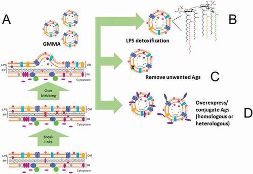 Figure 1. The GMMA technology. The features of GMMA production are summarized in this diagram. Genetic manipulations are introduced in the bacterial strain used as source of GMMA with the aim to: (A) Improve the natural capacity of the Gram-negative bacterium to release outer membrane blebs. (B) Reduce the capacity of LPS to stimulate a reactogenic response upon GMMA injection in the body. (C) Remove antigens (Ags) that can be considered detrimental for the effectiveness/safety of the GMMA-based vaccine. (D) Overexpress antigen candidates that can improve the protective efficacy of the GMMA-based vaccine or are necessary for its design. Once GMMA are obtained, in addition to genetic manipulation of the bacterial cells, antigens can be chemically conjugated to GMMA with the same aim to generate GMMA carrying antigen candidates for the protective efficacy of the GMMA-based vaccine.