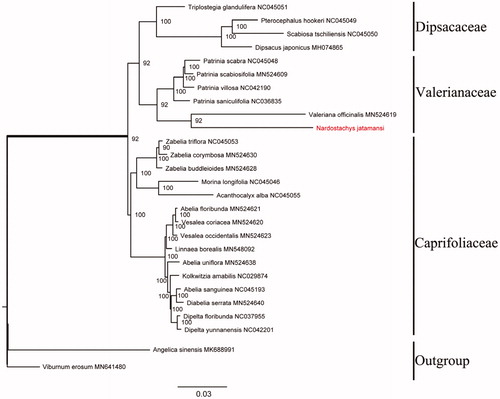 Figure 1. Maximum-likelihood phylogenetic tree based on 27 complete chloroplast genomes. The ML bootstrap support value is on each branch. The Chloroplast genomic accession numbers used in this phylogeny analysis: Patrinia scabra (NC045048), Patrinia scabiosifolia (MN524609), Patrinia villosa (NC042190), Patrinia saniculifolia (NC036835), Valeriana officinalis (MN524619), Acanthocalyx alba (NC045055), Kolkwitzia amabilis (NC029874), Diabelia serrata (MN524640), Abelia floribunda (MN524621), Abelia sanguinea (NC045193), Abelia uniflora (MN524638), Pterocephalus hookeri (NC045049), Dipelta yunnanensis (NC042201), Morina longifolia (NC045046), Dipelta floribunda (NC037955), Vesalea occidentalis (MN524623), Vesalea coriacea (MN524620), Zabelia triflora (NC045053), Zabelia corymbosa (MN524630), Zabelia buddleioides (MN524628), Kolkwitzia amabilis (NC029874), Linnaea borealis (MN548092), Triplostegia glandulifera (NC045051), Dipsacus japonicus (MH074865), Scabiosa tschiliensis (NC045050), Viburnum erosum (MN641480), and Angelica sinensis (MK688991).