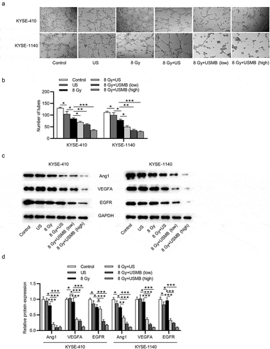 Figure 4. USMBs enhance the suppressive effect of radiation on angiogenesis of ESCC cells