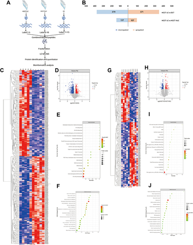 Figure 6 Proteomic analysis between HCCT-LC vs DC and HCCT-LC vs HCCT-NLC (A) Flow chart of proteomics. (B) The histogram of the differential proteins between the two groups of HCCT-LC vs DC and HCCT-LC vs HCCT-NLC. (C) Heatmap of up-regulated and down-regulated differential proteins in HCCT-LC vs DC group. (D) Log2 differential proteins between HCCT-LC and DC group is plotted on the x-axis, and the –log10 p-value is plotted on the y-axis. Probes that are identified to be significantly different between two groups are colored in red (up-regulation) and blue (down-regulation). (E) Domain enrichment shows that top 20 domain of HCCT-LC vs DC group. (F) KEGG plot indicates that enrichment pathways of HCCT-LC vs DC group. (G) Heatmap of up-regulated and down-regulated differential proteins in HCCT-LC vs HCCT-NLC group. (H) Log2 differential proteins between HCCT-LC and HCCT-NLC group is plotted on the X-axis, and the –log10 p-value is plotted on the Y-axis. Probes that are identified as significantly different between two groups are colored in red (up-regulation) and blue (down-regulation). (I) Domain enrichment shows that top 20 domain of HCCT-LC vs HCCT-NLC group. (J) KEGG plot indicates that enrichment pathways of HCCT-LC vs HCCT-NLC group.