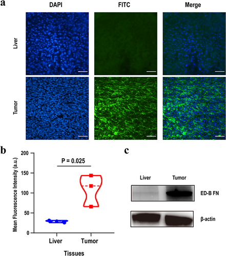 Figure 2 Immunofluorescence Staining and Western blots of ED-B FN in normal liver and tumor tissues. (a) Immunohistochemical staining of ED-B FN in liver and tumor tissues with and without G4 monoclonal antibody. Scale bar: 50 µm. (b) Quantification analysis of mean fluorescence intensity from (a). (c) Western blot analysis of the liver and tumor tissues protein lysates. Antibody G4 was used to characterize the ED-B FN expression, and expression of β-actin was used as the loading control.