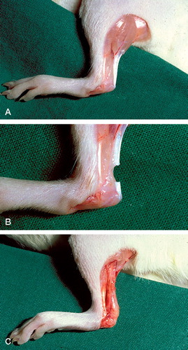 Figure 2. A. Normal rat Achilles tendon. B. Achilles tendon transection. C. Callus 14 days after transection.