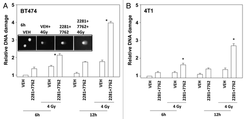 Figure 3. CHK1 and PARP1 inhibitors and ionizing radiation interact to cause DNA damage. (A) BT474, (B) 4T1 cells were treated with AZD2281 (1 μM) and AZD7762 (25 nM) in combination for the indicated times. Cells were irradiated (4 Gy) 30 min after drug exposure. Cells were isolated and subjected to alkaline comet assay. The length of the tail being scored 1–5 (n = 3 ± SEM). * p < 0.05 value greater than corresponding vehicle control.