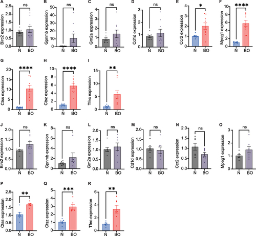 Figure 8 Validation of 9 hub genes from two types of BO mice. (A–I) Validation of differential mRNA expression of hub genes between 2,3-butanedione-induced BO mice and normal mice. (J–R) Validation of differential mRNA expression of hub genes between nitric acid-induced BO mice and normal mice. Data shown mean ± SEM. n = 7–9, *p < 0.05, **p < 0.01, ***p < 0.001, ****p < 0.0001.