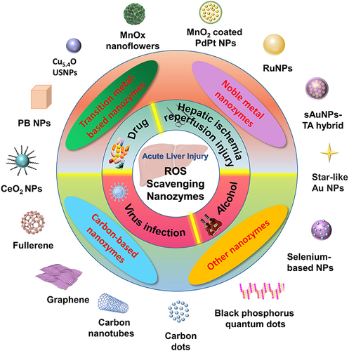 Figure 1 Schematic illustration of the cause of acute liver injury and ROS-scavenging nanozymes for alleviation of acute liver injury.