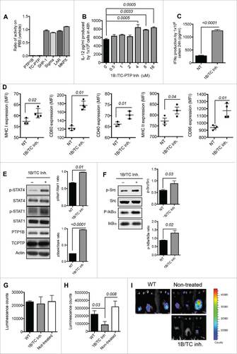 Figure 6. Pharmacological inhibition of both PTP1B and TC-PTP with specific inhibitor. (A) Specificity of 1B/TC inh (50 μM) to inhibit PTP1B and TC-PTP dephosphorylation (n = 3). (B) Titration of 1B/TC inh in mouse moDCs using IL-12 production as indicator of activation (n = 3). (C) IFNγ production by 1B/TC inh-treated mature moDCs (4 μM dose) (n = 4). (D) Expression levels (MFI) of CD40, CD80, CD86, MHC class I and II on 1B/TC inh-treated mature moDCs (4 μM dose) (n = 3). (E) Activation status STAT1 and STAT4 (n = 3). (F) Activation status of Src kinase and IkBα (n = 4). Therapeutic properties of 1B/TC inh-treated moDCs in a mouse model of E.G7 lymphoma: (G) Tumor volume before moDC treatment (10 d after implantation of 5 × 105 E.G7-OVA cells) and (H) after intraperitoneal (IP) injections of 5 × 106 1B/TC inh-treated or non-treated moDCs compared with control group (tumor-bearing mice without moDC treatments). The IP injections with moDCs were given 18 d after tumor implantation. (I) Images represent tumor-bearing mice 8 d after of moDC treatment. The results are representative of at least three independent experiments. The differences in more than two groups were determined using One-Way ANOVA (Holm–Sidak multiple comparison test) for parametric and Dunn's multiple test for non-parametric. The differences between two groups were determined with unpaired t test (two tails of distribution). Significant differences are represented by p values <0.05.