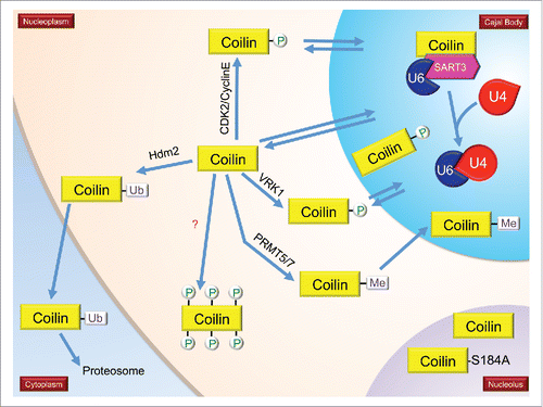 Figure 2. Modifications and modifiers of coilin, the CB marker protein. Enzymes known to modify coilin are shown. Not shown are coilin proteins with multiple different PTMs. During mitosis, coilin is hyperphosphorylated (coilin with 6 phosphorylations), which correlates with decreased coilin self-association and disassembled CBs. Hypomethylated coilin, which is enriched within the nucleolus, is indicated. Also shown in the nucleolus is a coilin phosphomutant (S184A). More details in text.