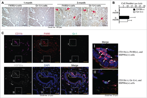 Figure 3. Abundant HSP90α-expressing myeloid-derived macrophages in the pancreatic tissues of LSL-KrasG12D/Pdx1-Cre mice prior to PDAC formation. (A) Immunohistochemical staining images showing F4/80+ cells (macrophages) and Gr-1+ cells (granulocytes) infiltrating into the pancreatic tissues of LSL-KrasG12D/Pdx1-Cre mice at 3 months of age. (B) Quantification of F4/80+ cells and Gr-1+ cells from the pancreatic tissues of LSL-KrasG12D/Pdx1-Cre mice at 1 and 3 months of age. (C) Immunohistofluorescent staining images showing HSP90α expression in CD11b+ and F4/80+ cells (myeloid-derived macrophages) rather than CD11b+ and Gr-1+ cells (myeloid-derived granulocytes probably including G-MDSCs) in the pancreatic tissues of LSL-KrasG12D/Pdx1-Cre mice at 3 months of age.