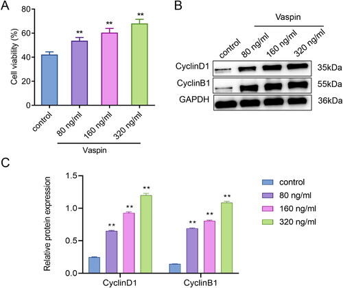 Figure 1. Vaspin promotes the viability of luteal cells. (A) CCK-8 to observe the effect of different concentrations of Vaspin on the viability of granulosa lutein cells (n = 3); (B-C) Western blot to assess the effects of different concentrations of Vaspin on the expression levels of CyclinD1 and CyclinB1 in granulosa lutein cells (n = 3). **p < 0.01, vs. Control.
