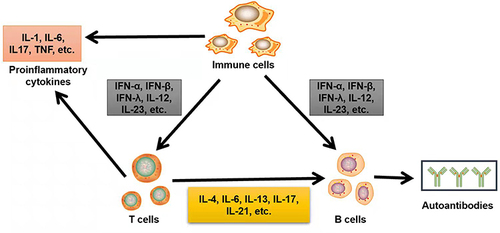 Figure 2 Mechanism of imbalance between immune cells in SLE. Activated by the JAK/STAT signaling pathway, immune cells (such as dendritic cells) can secrete a variety of pro-inflammatory cytokines, such as type I interferon, IL-12, and IL-23, and bind to specific cytokine receptors of T and B cells, resulting in their activation. Activated T cells secrete pro-inflammatory cytokines, such as IL-4, IL-6, and IL-13, and further activate B cells to secrete more autoantibodies. Immune cells and T cells activated by the JAK/STAT signaling pathway also secrete common pro-inflammatory cytokines that contribute to the inflammatory environment in SLE. Therefore, many inflammatory cytokines cause immune disorders in SLE via the JAK/STAT pathway.