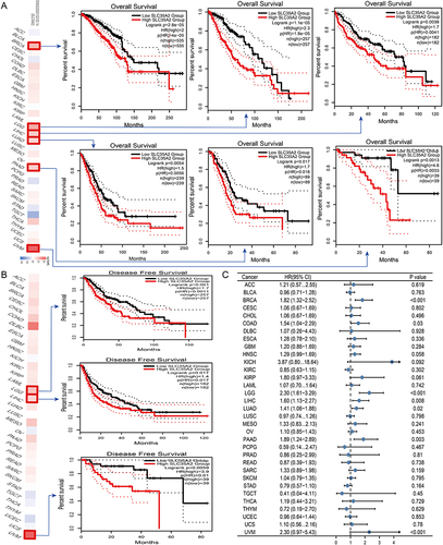 Figure 2 Relationship between SLC35A2 gene expression and prognosis of cancer. GEPIA2 was used to evaluate the relationship between SLC35A2 gene expression and OS (A), and DFS (B) in all TCGA tumors. (C) Using the data of the TCGA database, the survival probability of SLC35A2 was generated by univariate Cox regression analysis. HR < 1: Low-risk cancer type; HR > 1: High-risk cancer type.