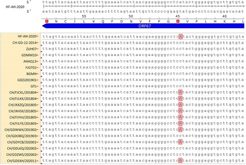 Figure 6. Alignment of ORF67 gene from the 12 DAdV-3 isolates and the reference DAdV-3 strains.