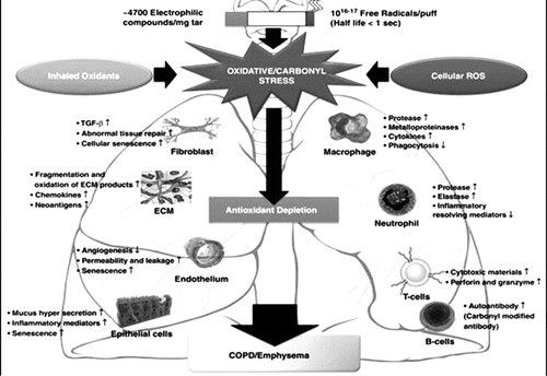 Figure 1. The role of oxidative stress in the pathogenesis of COPD (reproduced with permission from Citation33).
