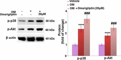 Figure 6. The MAP kinase p38 and Akt signaling pathways were involved in Omarigliptin-induced osteogenic differentiation in MC3T3‑E1 cells. The cells were cultured with osteogenic medium (OM) and Omarigliptin (20 μM). Western blots of p-p38 and p-Akt (****, P < 0.0001 vs. vehicle group; ###, P < 0.001 vs. OM treatment group, n = 5–6)