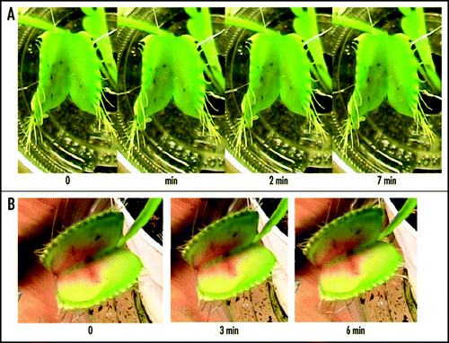 Figure 8 Sequence of Venus flytrap photos after electrical stimulation. (A) Fifty milliliters of 0.5 mM 2,4-dinitrophenol was added to soil 48 hours before experiments. (B) Fifty milliliters of 10 µM FCCP was added to soil 48 hours before experiments. These results were reproduced seven times on different Venus flytrap plants.