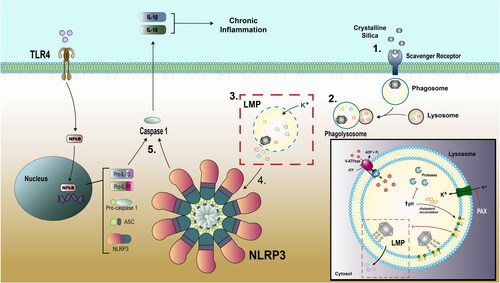 Figure 6. Silica causes LMP in macrophages. (1) Silica is recognized by a scavenger receptor and internalized by macrophage in phagosome. (2) Phagosome fuses with lysosome creating phagolysosome where particle encounters acid pH and hydrolyzing enzymes. (3) Silica particle interacts with lysosomal membrane via nearly free silanol attachments to phospholipid head groups and initiates K+ influx and LMP. (4) Release of hydrolyzing enzymes (such as cathepsin B) initiate NLRP3 inflammasome activity. (5) NLRP3 inflammasome activity includes activated caspase 1 and pro-inflammatory cytokine IL-1β.