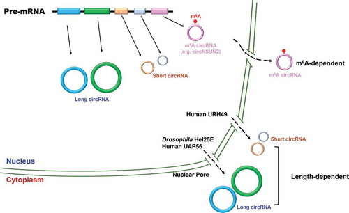 Figure 2. Circular RNA nuclear export