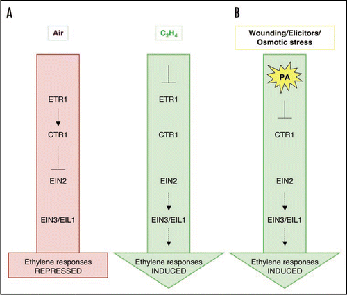 Figure 1 Only long-term ethylene treatment triggers PA accumulation in Arabidopsis suspension cells. Arabidopsis seedlings (A and C) or suspension cells (B) were labeled with 32Pi and subsequently treated with 500 µM ethephon (A and B) or 100 µM ACC (C). As a positive control for PA accumulation, seedlings were treated with 500 mM NaCl (C). Phospholipids were extracted, separated by alkaline TLC, visualized by autoradiography and quantified by PhosphoImaging.