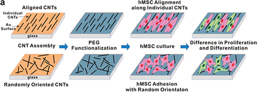 Figure 6 The conductivity of CNTs allows the differentiation of MSCs and promotes tissue architecture formation. Reprinted from Namgung S, Baik KY, Park J, Hong S. Controlling the growth and differentiation of human mesenchymal stem cells by the arrangement of individual carbon nanotubes. ACS Nano. 2011;5(9):7383–7390. Copyright © 2011 American Chemical Society.Citation281