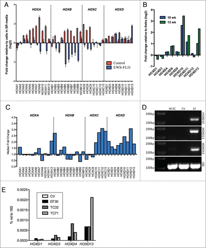 Figure 4 (See previous page). EWS-FLI1 alters expression of HOX genes during stem cell differentiation. (A). Expression of 37 HOX genes was assessed using Affymetrix whole genome expression profiling before and after exposure to differentiation conditions in control and EWS-FLI1+ cells. Histograms represent the mean fold change in expression (log2) after 6 weeks in differentiation conditions relative to the same cells in self-renewal (SR) media (± SEM for triplicate samples in each condition). As shown, EWS-FLI1 altered the regulation of HOX genes and induced marked up regulation of HOXD13. (B). Affymetrix whole genome expression profiling demonstrates continued up regulation of posterior HOXD genes in EWS-FLI1+ cells following continued exposure to differentiation conditions. (C). Up regulation of posterior HOXD genes was reproducibly detected using Affymetrix whole genome expression profiling in EWS-FLI1-transduced NCSC in 2 additional independent experiments. Notably, posterior HOXC genes were also up regulated in these experiments. Histograms represent the median fold change of 2 experiments in EWS-FLI1+ cells compared to control cells after 13 weeks in differentiation conditions. (D). RT-PCR confirmed up regulation of HOXD10, HOXD11 and HOXD13 in EWS-FLI1+ cells. None of these genes was detected in control vector (CV) transduced cells or undifferentiated neural crest stem cells (NCSC). (E). Taqman quantitative RT-PCR analysis of EWS-FLI1+ (EF) and control vector (CV) transduced NCSC and ES cell lines TC71 and TC32 cells. No HOXD genes were detected in CV cells. In contrast, EWS-FLI1+ cells expressed low levels of anterior HOXD genes and high levels of HOXD13, consistent with expression patterns in the ES cell lines.