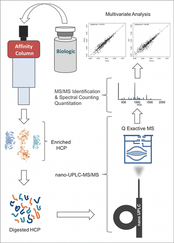 Figure 1. Schematic diagram of the experimental workflow.