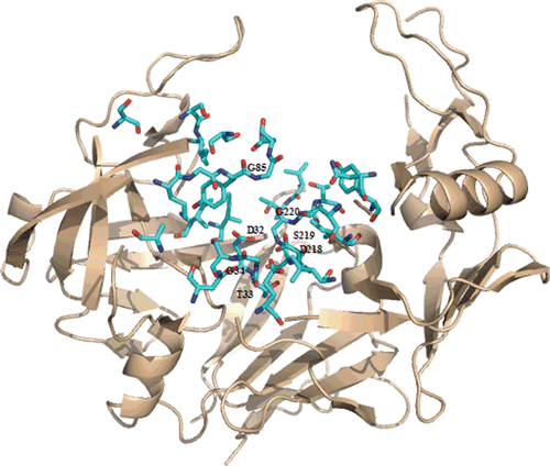 Figure 1.  Ribbon representation of the crystal structure of C. albicans Secreted aspartic protease 2, Sap2, (PDB code: 1EAG). Residues in contact with A70450 are shown in cyan.