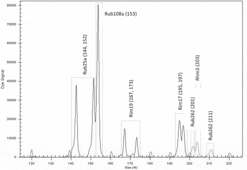 Figure 3. Electrotraces for identification of the cultivar ‘Rose de Côte d’Or’ based on combination of six microsatellite loci