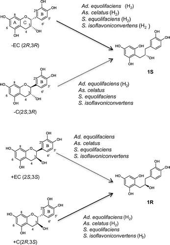 Fig. 3. Bioconversion scheme of –EC, –C, +C, and +EC by four isoflavone-metabolizing bacteria.