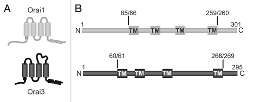 Figure 3 Comparison of the structure and sequences of Orai1 and Orai3. (A) Diagrams comparing the basic structural differences between the Orai1 and Orai3 molecules. (B) Linear representation of the structure of Orai1 (grey) and Orai3 (black) showing the key positions in the sequence where chimeras and/or deletion mutants were generated. The location of the transmembrane domains are indicated (TM).