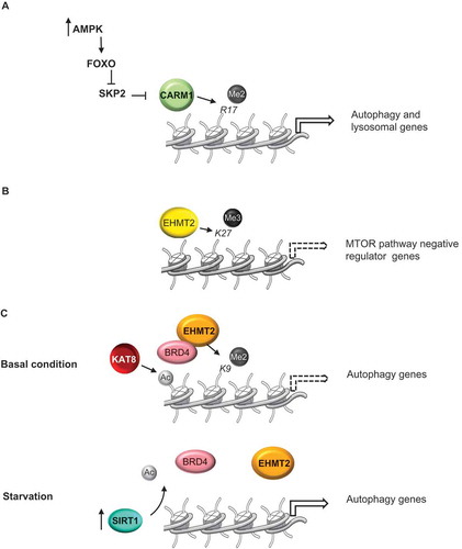 Figure 1. Methyltransferases linked to regulation of autophagy. (a) Starvation results in AMPK-dependent CARM1 protein stabilization and subsequent increases in histone H3R17 dimethylation and autophagy induction. (b) H3K27 trimethylation by EZH2 represses the expression of several MTOR pathway negative regulators, resulting in MTOR activation and the consequent inhibition of autophagy. (c) Under nutrient-rich conditions H3K9 dimethylation by EHMT2 suppress expression of genes essential for the autophagic process, maintaining autophagy at a low basal level. Induction of autophagy by starvation results in EHMT2 displacement, decreasing the H3K9me2 repressive mark and enhancing ATG gene expression. Dashed arrows indicate repression of gene expression.
