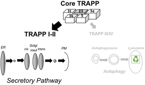 Figure 1. A model explaining the reason for a severe autophagy defect in Trs23/TRAPPC4 mutant cells. Top: molecular architecture of the yeast core TRAPP (TRAPP I), which contains four subunits (3a and 3b, two copies of Bet3; 5, Bet5; 31, Trs31; 23, Trs23). TRAPP II–IV complexes contain core TRAPP and additional complex-specific subunits. Mutant Trs23/TRAPPC4 result in a low level of this core TRAPP subunit and the core TRAPP complex. Because the secretory pathway (left) is important for cell viability under normal growth conditions, we propose that most of the available core TRAPP is shuttled to this process by assembling TRAPP complexes required for secretion (i.e., TRAPP I–II). Consequently, less core TRAPP is available for assembly of TRAPP complexes needed for autophagy (right; i.e., TRAPP III–IV). This, in turn, results in a severe autophagy phenotype. ER, endoplasmic reticulum; PM, plasma membrane.