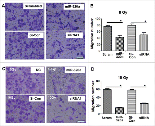 Figure 6. MiR-320a suppresses cell migration in vitro. (A) The migration assay showed that the number of migrating A549/34R cells decreased in the miR-320a- or siRNA1-treated cultures. (B) Determination of the number of migratory cells. *p < 0.01, miR-320a vs. scrambled, or siRNA1 vs. si-con, respectively. (C) X-ray treatment (10 Gy) further reduced the numbers of migratory A549/34R cells in the miR-320a- or siRNA1-treated cultures. (D) Determination of the number of migratory cells. *p < 0.01, miR-320a vs. scrambled, or siRNA1 vs. si-con. miR-320a, cells treated with miR-320a oligos. Scrambled, treated with scrambled oligo control RNA. siRNA1, cells treated with siRNA1. si-Con, cells treated with siRNA scrambled control RNA. Bar = 100 μm.