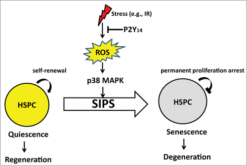 Figure 1. Hypothetical schema of the role of P2Y14 signaling axis in the stress-induced stem cell senescence.