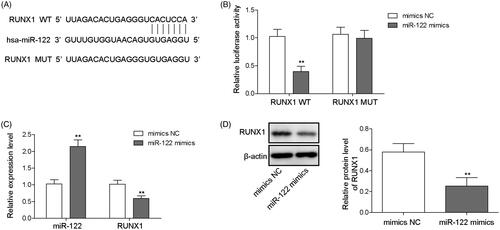 Figure 5. miR-122 targeted RUNX1. The potential binding site between miR-122 and RUNX1 was predicted by StarBase software (A); the direct binding relationship between miR-122 and RUNX1 was verified by the dual luciferase reporter assay (B); and the miR-122 mimics and luciferase reporter plasmids with wild-type or mutant RUNX1 3′-UTR were co-transfected into cells. Cells were transfected with NC mimics, miR-122 mimics, NC inhibitor, or miR-122 inhibitor, and then qRT-PCR was performed to evaluate miR-122 and RUNX1 expression (C). Western blotting was performed to analyse RUNX1 expression (D). Comparisons were performed using paired t-test or one-way ANOVA. *p < 0.05, **p < 0.01. Error bars represent SD. Data represent three independent experiments.