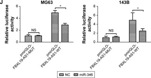 Figure 5 miR-346 is a FBXL19-AS1 target.