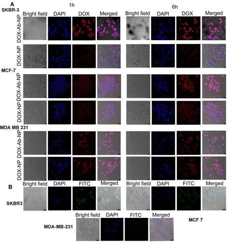 Figure 5 Cellular uptake of antibody conjugated and unconjugated nanoparticles in various cell lines.Notes: (A) Cellular uptake of DOX-NP and DOX-Ab-NP in SKBR-3, MCF-7, and MDA-MB-231 cells observed by confocal microscopy at 1 and 6 hrs, respectively (B) Cellular uptake of antibody-conjugated blank nanoparticles in SKBR-3, MCF-7, and MDA-MB-231 cells observed by confocal microscopy at 6 hrs.Abbreviations: DOX, doxorubicin; Ab, antibody; NP, nanoparticle.