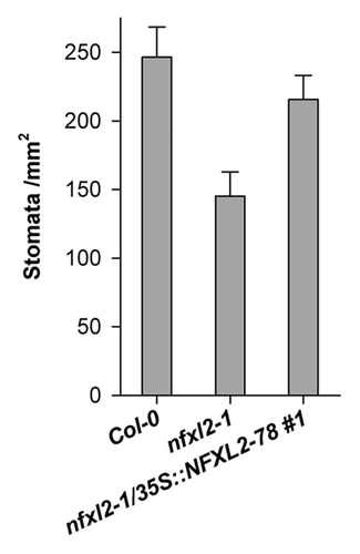 Figure 5. Stomatal density of mature abaxial leaf blades. Stomatal density was determined in mature rosette leaves of 4-week-old soil-grown plants. Results are given as mean ± SE. Stomatal density of nfxl2–1 plants is significantly different from the wild type (t test, p < 0.01).