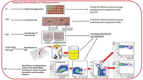 Figure 1. Some of the assays currently used for the evaluation of influenza vaccines