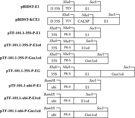 Figure 1. Schematic representation of the E1, E1cd and Gux1cd transgene expression cassettes used for transformation of tobacco and rice.