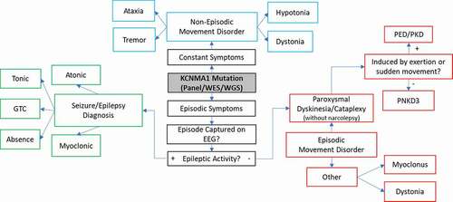Figure 2. Schematic illustrating the observed spectrum of clinical courses and diagnostic outcomes following molecular diagnosis of KCNMA1-linked channelopathy. If there is more than one clinical phenotype for episodic or paroxysmal symptoms, each symptom or episode should be evaluated independently on EEG, given the co-occurrence of epilepsy and other non-epileptic paroxysms. Long-term EEG is often helpful. PNKD3 denotes PNKD associated with a confirmed KCNMA1 mutation. GTC-Generalized Tonic-Clonic, EEG-electroencephalogram, PNKD- paroxysmal nonkinesigenic dyskinesia, PED- paroxysmal exertion-induced dyskinesia, PKD- paroxysmal kinesigenic dyskinesia