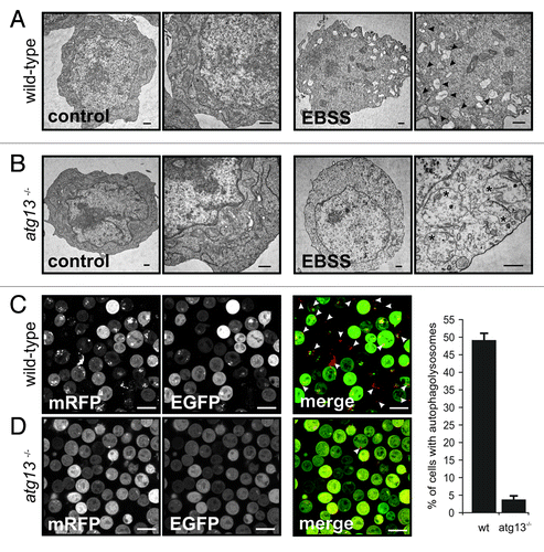 Figure 2. Atg13 is essential for autophagosome generation (A) DT40 wild-type and (B) atg13−/− cells were incubated in normal growth medium (control) or EBSS for 2 h. Cells were fixed and analyzed by transmission electron microscopy. A representative cell from each condition is shown in two different magnifications. Autophagosomes are indicated by black arrow heads in the image with higher magnification, swollen mitochondria are indicated by asterisks (bars: 500 nm). (C) Wild-type and (D) atg13−/− cells, retrovirally transfected with cDNA encoding mRFP-EGFP-rLC3 were incubated in EBSS for 2 h and analyzed by confocal laser scanning microscopy. The mRFP signal is shown in red and the EGFP signal in green in the merged image. Autolysosomes are indicated by white arrow heads (bars: 10 µm). The percentage of autolysosome containing cells (>200 cells/experiment) is represented as mean ± range of two independent experiments.