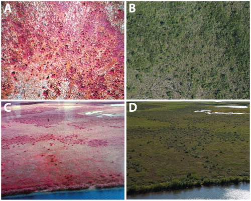 FIGURE 9. Vertical and oblique photos showing vegetation change across shrub tundra terrain. Photos (A) and (B) show part of a 1980 (color infrared) and 2013 (color) photo pair demonstrating declines in lichen cover (top half of image pair) and increases in tall shrub cover (right side of image pair) since the 1980s. (C) and (D) are oblique images from 1980 and 2014 of a site where tall shrubs (mainly alder) have expanded since 1980.