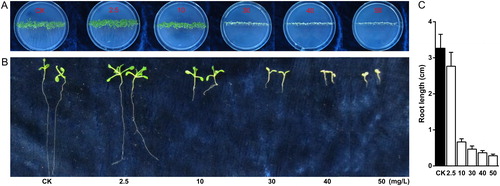 Figure 1. Effect of kanamycin treatment on Arabidopsis seedling (A) and root (B and C) growth.Note: Seedling growth (A): Seeds were sown on 0 (CK), 2.5, 10, 30, 40 and 50 mg/L kanamycin plates. Root growth (B and C) on kanamycin-containing plates: Root length was measured after 10 d growth. Data points show mean standard deviation, n = 3 for every concentration.