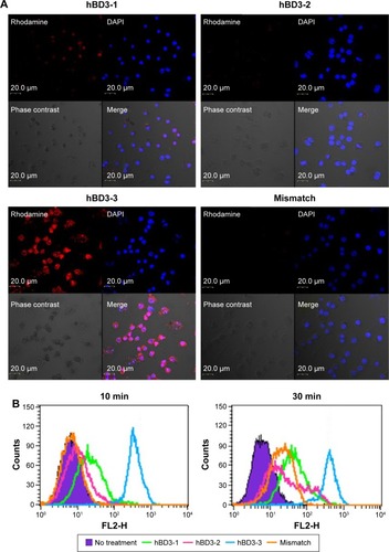 Figure 2 Intracellular translocation of hBD3-3 in vitro.Notes: (A) Cellular localization of rhodamine-labeled peptide fragments in RAW 264.7 cells. Cells (1×104) were incubated for 10 minutes in medium containing the rhodamine-labeled peptides (50 μM) (original magnification 40×). (B) FACS analysis of cells treated with rhodamine-labeled peptides. Cells (1×106) were incubated for 10 minutes and 30 minutes in medium containing the rhodamine-labeled peptides (50 μM).Abbreviations: hBD3, human beta-defensin 3; FACS, fluorescence-activated cell sorting; DAPI, 4′,6-diamidino-2-phenylindole; min, minutes.